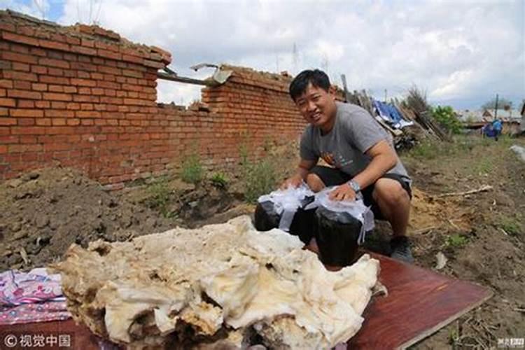 挖地基挖到太岁太岁是个什么东西