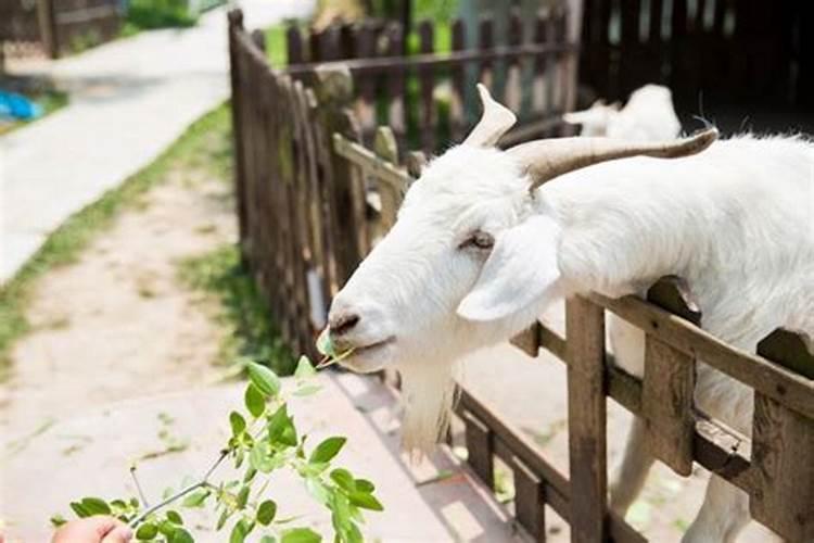 属马人今年的运程是怎么样