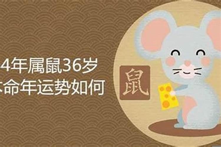 属鼠本命年需要注意什么