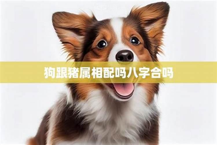 八字猪和狗合适吗