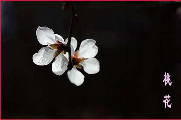 快速旺桃花风水建议