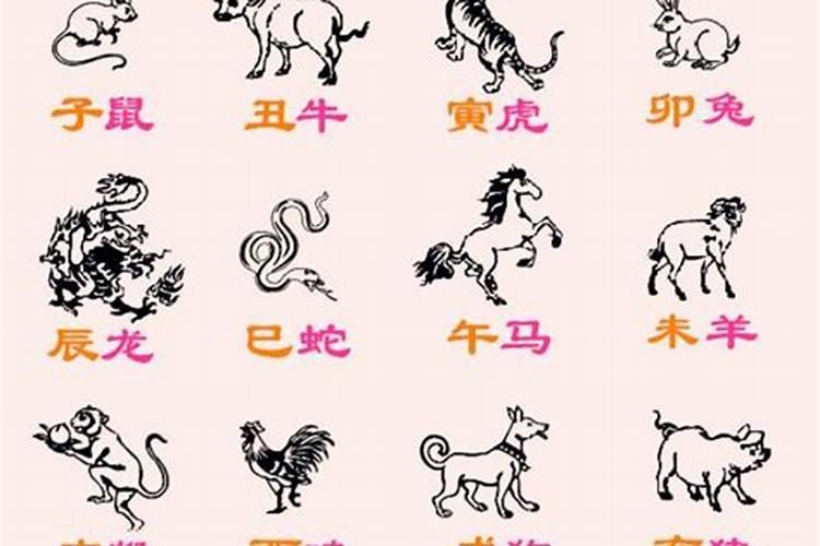 女的属猫男的属兔八字合吗