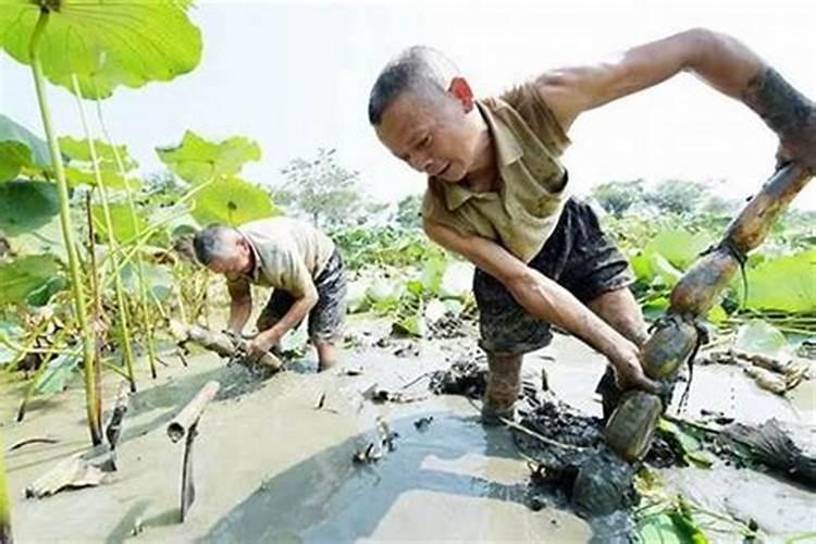 土里挖出来的太岁长什么样子