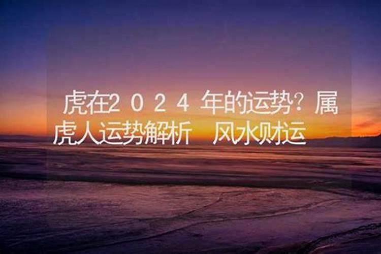 虎在2024年的运势