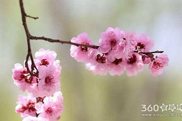 八字中有桃花煞就一定不好吗为什么？桃花煞好不好