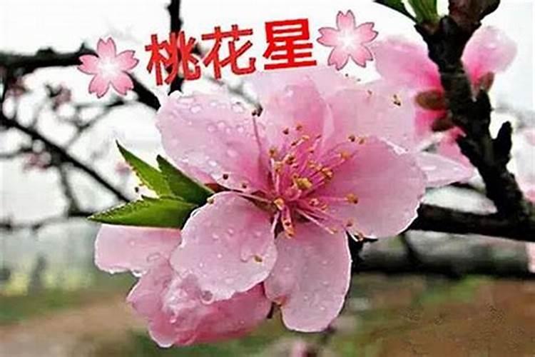 八字中哪个代表桃花？桃花的八字