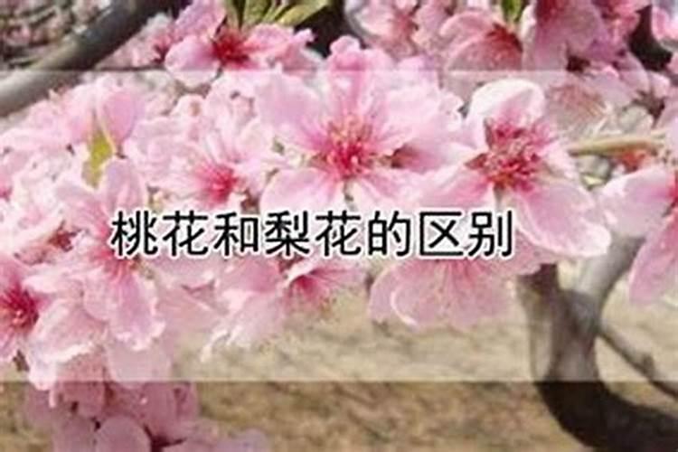 八字中各种桃花的查法口诀