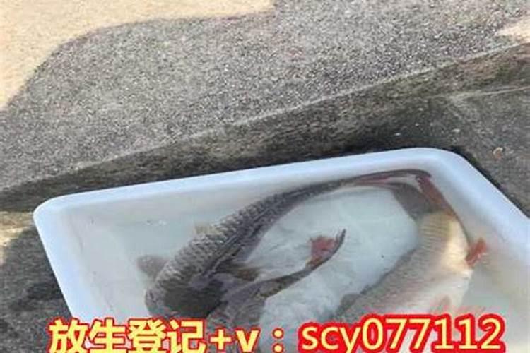 放生可以放鳝鱼吗