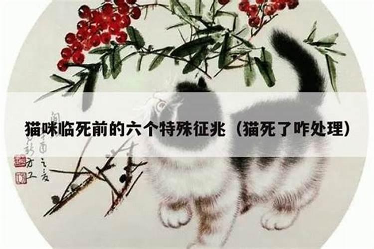 猫咪死了咋处理