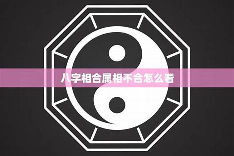 属相相合八字不合