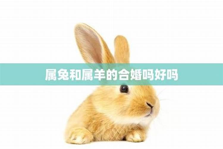 生肖猪犯太岁化解方法