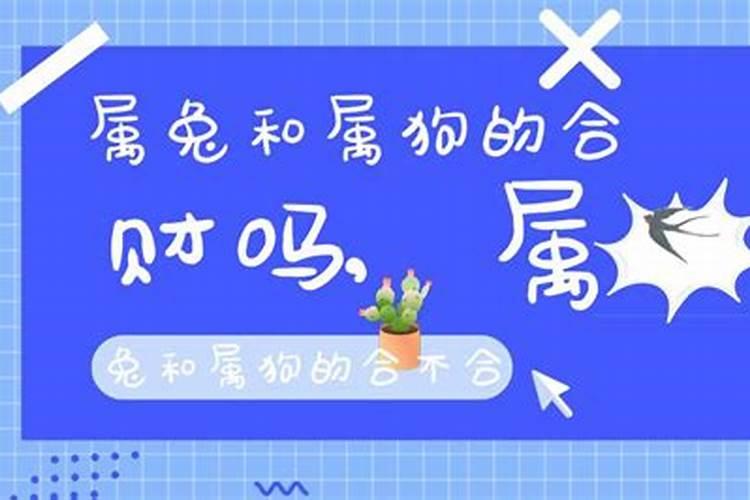 属狗和属兔的八字合吗