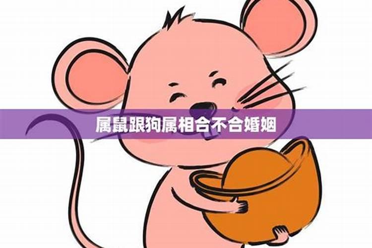 鼠和猴结婚八字合吗