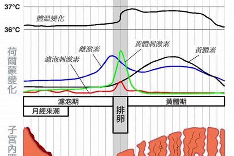 女生姨妈周期怎么算