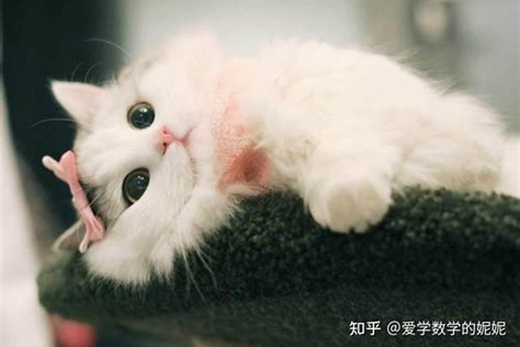 猫咪走了怎么安葬