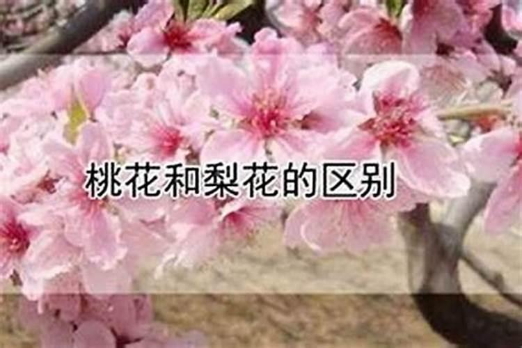 桃花运是不是每个人都有