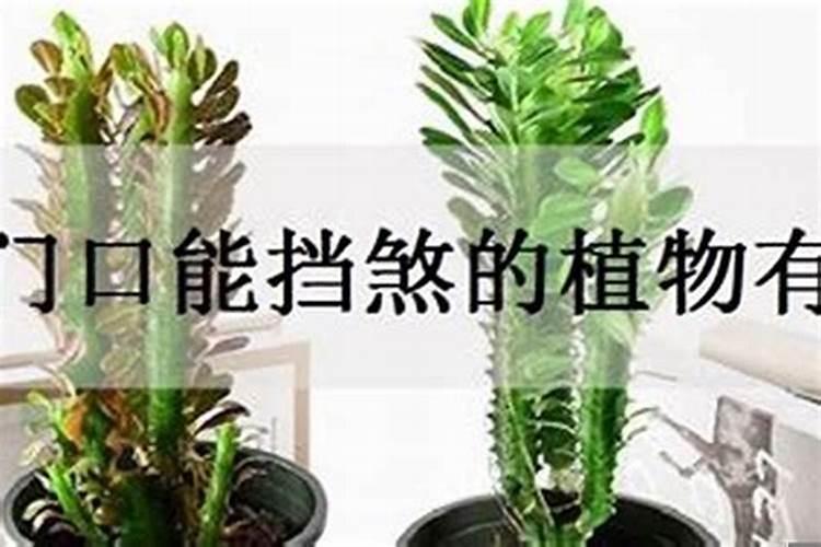 防小人的绿色植物