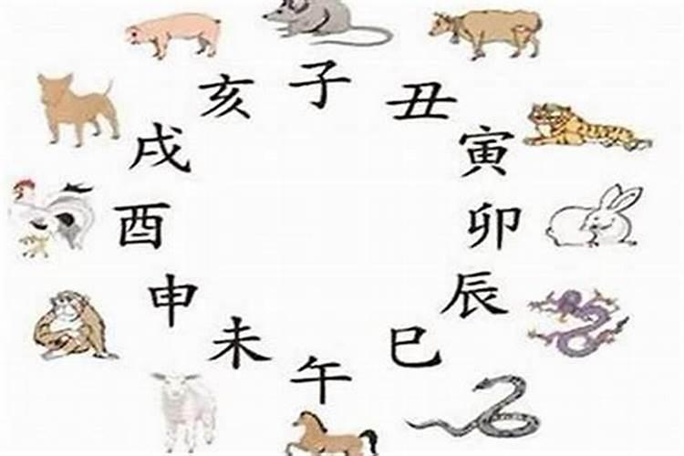 属猪和属蛇八字合吗