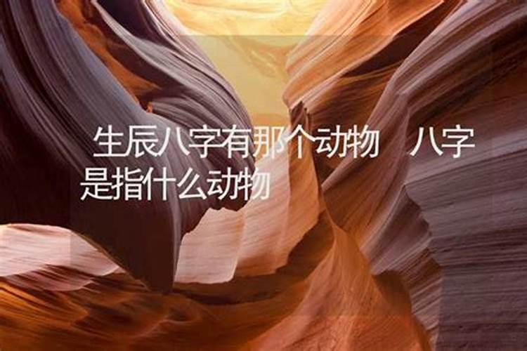 八字算命指什么动物