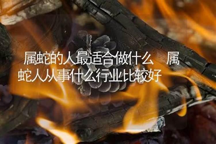 属蛇的人适合什么工作