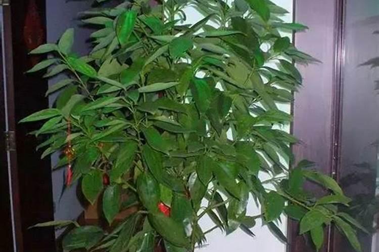 大门外摆放什么植物风水好