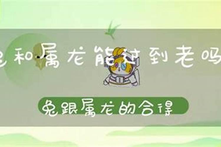 属龙和兔八字合吗