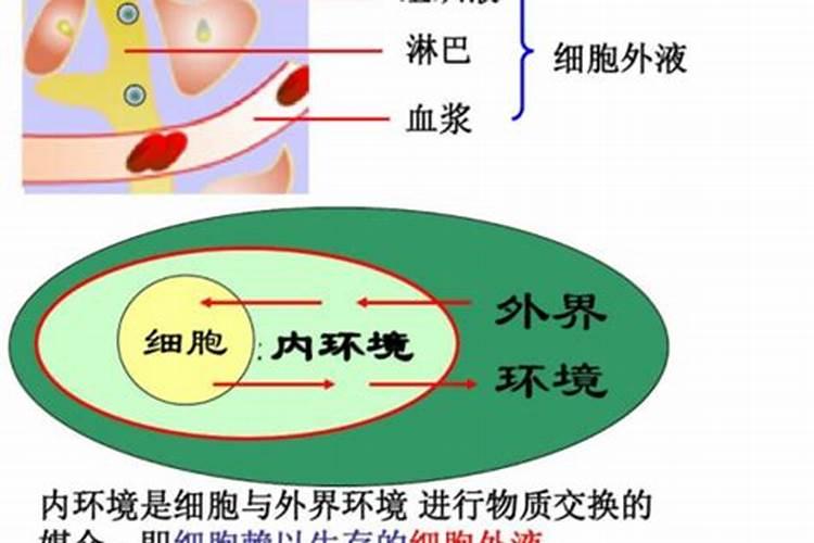 内环境是由人体内的液体组成的