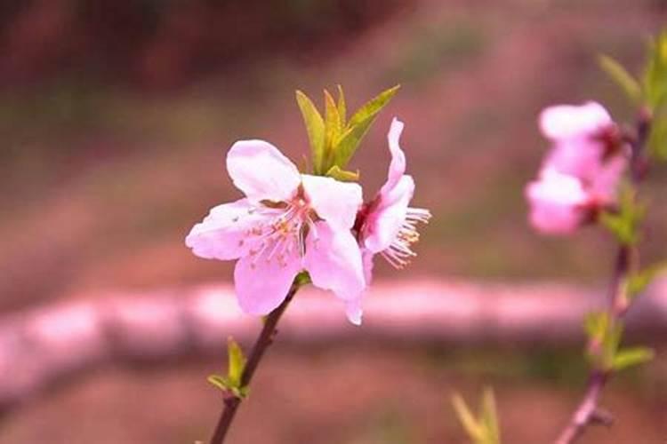 如何斩断老公的桃花煞