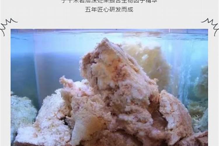 石太岁的功效和作用