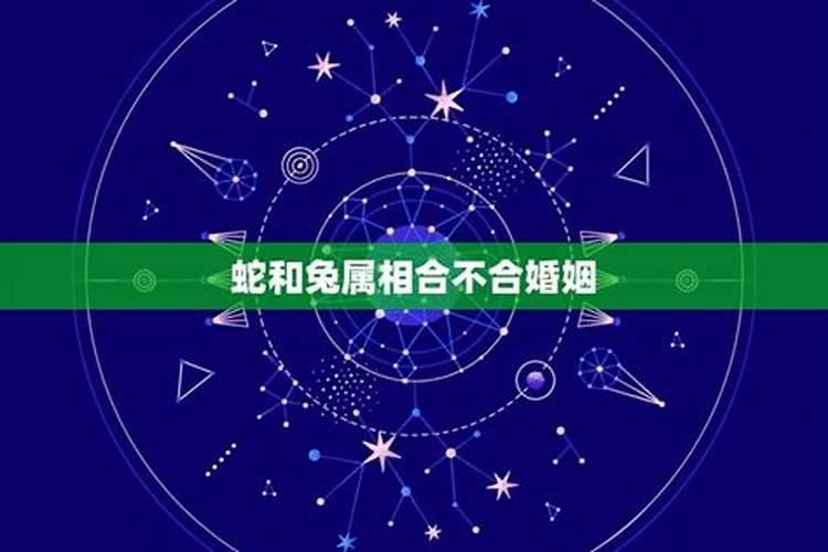 属相蛇和兔合不合