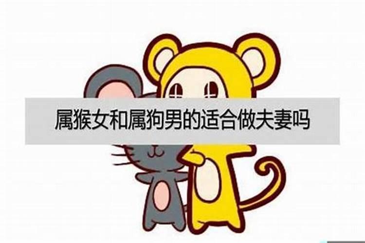 合婚属狗和属猴的怎么样