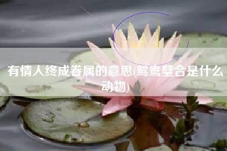 有情人终成眷属的属什么意思