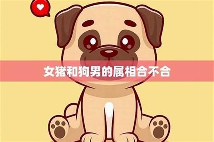 猪狗属相合不合