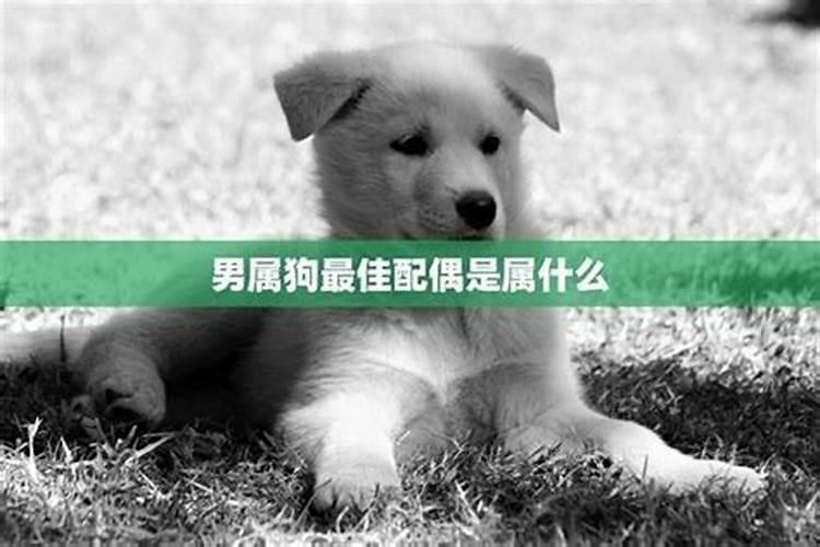 属狗的和什么生肖合适