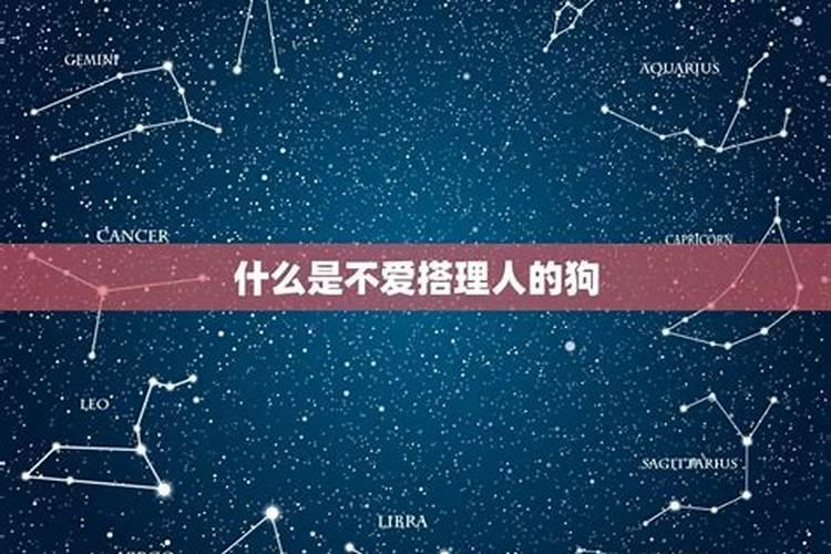 狗都不谈的星座是哪个星座